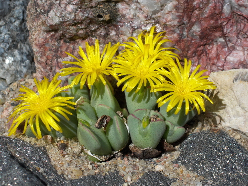 conophytum bilobum v.elishae